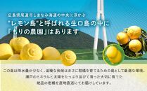 厳選！早春の香り！完熟はるか（2.5kg）2024年2月中旬～3月上旬 発送予定 フルーツ お取り寄せ 産地直送 もりの農園