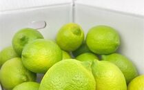 【レモン島から贈る】安心の国産グリーンレモン2.5kg 2024年10月下旬より発送予定 | 産地直送 送料無料 フルーツ 防腐剤不使用 ノーワックス もりの農園