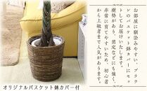 【観葉植物】パキラ 8号 ブラウンバスケット鉢カバー 土の表面:ウッドチップ 【観葉植物 植物 鉢付 インテリア 部屋 室内 オフィス 癒し エコ グリーン マイナスイオン リラックス オシャレ おしゃれ ギフト プレゼント 贈り物 人気 おすすめ  福岡県筑前町 送料無料 AG028】