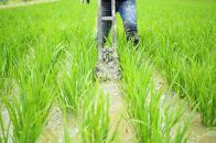 【白米】R5年産 新米コシヒカリ5kg 一等米100% / 雪国棚田米 ~農薬・化学肥料不使用~