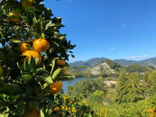 Mサイズ10kg&nbsp;目利きが選ぶ有田みかん