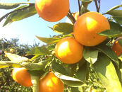 有田みかん5キロ　サイズ混合