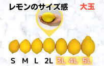 レモン&nbsp;大玉&nbsp;国産&nbsp;箱込2.5kg(内容量約2.3kg)&nbsp;秀品&nbsp;3L&nbsp;4L&nbsp;5L&nbsp;サイズミックス&nbsp;和歌山県有田産&nbsp;【みかんの会】