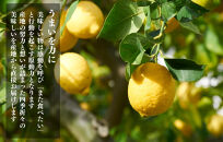 レモン&nbsp;中玉&nbsp;国産&nbsp;箱込2.5kg(内容量約2.3kg)&nbsp;秀品&nbsp;L&nbsp;2L&nbsp;3L&nbsp;サイズミックス&nbsp;和歌山県有田産&nbsp;【みかんの会】