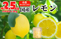 レモン 小玉 国産 箱込2.5kg(内容量約2.3kg) 秀品 S M L サイズミックス 和歌山県有田産 【みかんの会】