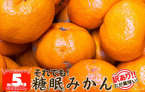 ［先行予約］訳あり それでも 熟成みかん 箱込5kg ( 内容量 4.4kg ) サイズミックス Ｂ品 有田みかん 和歌山県産 産地直送 家庭用 【みかんの会】