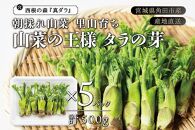 [宮城県角田市産]産地直送 朝採れ山菜 タラの芽 500g【12月下旬以降順次発送】