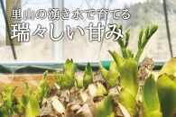 産地直送 朝採れ山菜 タラの芽 500g 山菜 天ぷら 天婦羅 パスタ 炒め物 お浸し 美味しい ご当地 取り寄せ 旬 料理 調理 ごはん 人気 おすすめ グルメ 食品 宮城