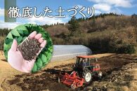 産地直送 朝採れ山菜 タラの芽 500g 山菜 天ぷら 天婦羅 パスタ 炒め物 お浸し 美味しい ご当地 取り寄せ 旬 料理 調理 ごはん 人気 おすすめ グルメ 食品 宮城