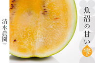 2026年7月下旬から発送予定　野菜ソムリエサミット金賞受賞　「清水農園の八色産金色羅皇」（１玉）