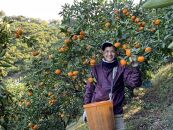 和歌山県産 有田みかん 5kg 