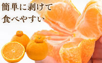 ［先行予約］厳選&nbsp;不知火1kg+250g（傷み補償分）［デコポンと同品種・人気の春みかん］