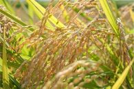 お米マイスターが育てた特別栽培米 精米コシヒカリ 上越産 令和5年産 4kg(2kg×2袋)無洗米
