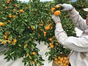 定期便&nbsp;先行受付2024年&nbsp;10月発送スタート&nbsp;ちょっと&nbsp;傷あり&nbsp;3kg&nbsp;×&nbsp;3回&nbsp;コース&nbsp;有田みかん&nbsp;食べくらべ&nbsp;3種&nbsp;南泰園