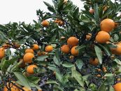 定期便&nbsp;先行受付2024年&nbsp;10月発送スタート&nbsp;ちょっと&nbsp;傷あり&nbsp;3kg&nbsp;×&nbsp;3回&nbsp;コース&nbsp;有田みかん&nbsp;食べくらべ&nbsp;3種&nbsp;南泰園