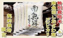 【令和7年産】【定期配送８Kg×６ヶ月】特別栽培&nbsp;生産者限定&nbsp;&nbsp;南魚沼しおざわ産コシヒカリ