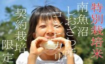 【令和7年産】【定期配送８Kg×１２ヶ月】特別栽培&nbsp;生産者限定&nbsp;&nbsp;南魚沼しおざわ産コシヒカリ