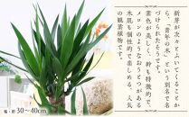 【観葉植物】青年の木（ユッカ）&nbsp;7号&nbsp;ホワイトバスケット鉢カバー&nbsp;土の表面：ウッドチップ&nbsp;【観葉植物&nbsp;植物&nbsp;鉢付&nbsp;インテリア&nbsp;部屋&nbsp;室内&nbsp;オフィス&nbsp;癒し&nbsp;エコ&nbsp;グリーン&nbsp;マイナスイオン&nbsp;リラックス&nbsp;オシャレ&nbsp;おしゃれ&nbsp;ギフト&nbsp;プレゼント&nbsp;贈り物&nbsp;人気&nbsp;おすすめ&nbsp;&nbsp;福岡県筑前町&nbsp;送料無料&nbsp;AG030】