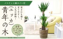 【観葉植物】青年の木（ユッカ） 8号 ブラウンバスケット鉢カバー 土の表面：ウッドチップ ｜観葉植物 インテリア 部屋 おしゃれ 福岡県筑前町 送料無料
