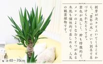 【観葉植物】青年の木（ユッカ） 8号 ブラウンバスケット鉢カバー 土の表面：ウッドチップ ｜観葉植物 インテリア 部屋 おしゃれ 福岡県筑前町 送料無料