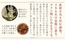 【観葉植物】青年の木（ユッカ） 8号 ブラウンバスケット鉢カバー 土の表面：ウッドチップ ｜観葉植物 インテリア 部屋 おしゃれ 福岡県筑前町 送料無料