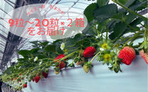 先行予約・数量限定！&nbsp;採れたて完熟いちご【かおり野・よつぼし・ベリーポップすず・恋みのり】&nbsp;9粒～20粒×2箱