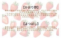 先行予約・数量限定！&nbsp;採れたて完熟いちご【かおり野・よつぼし・ベリーポップすず・恋みのり】&nbsp;9粒～20粒×2箱