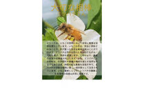 先行予約・数量限定！&nbsp;採れたて完熟いちご【かおり野・よつぼし・ベリーポップすず・恋みのり】&nbsp;9粒～20粒×2箱