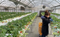 先行予約・数量限定！&nbsp;採れたて完熟いちご【かおり野・よつぼし・ベリーポップすず・恋みのり】&nbsp;9粒～20粒×2箱