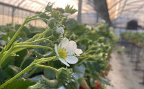 先行予約・数量限定！&nbsp;採れたて完熟いちご【かおり野・よつぼし・ベリーポップすず・恋みのり】&nbsp;9粒～20粒×2箱