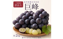 【ご家庭用】紀州有田産の巨峰ぶどう約2kg【先行予約】【2026年8月下旬以降発送予定】