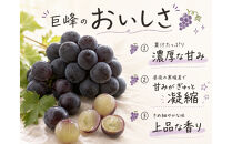 【ご家庭用】紀州有田産の巨峰ぶどう約2kg【先行予約】【2026年8月下旬以降発送予定】