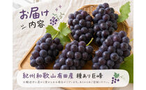 【ご家庭用】紀州有田産の巨峰ぶどう約2kg【先行予約】【2026年8月下旬以降発送予定】