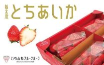 栃木市岩舟産とちあいか【フルーツ 果物 くだもの 食品 人気 おすすめ 送料無料】