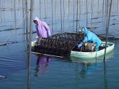 有明海産一番摘み　自慢の味海苔2本(10切80枚)＆自慢の明太子風味海苔2本(8切80枚)　計4本セット(計320枚）【海苔 のり ノリ 有明海苔 有明のり 詰合せ 味付け海苔 明太子風味海苔 味海苔 味のり 味つけ海苔 海苔セット 一番摘み 海苔 味付海苔 BX005】