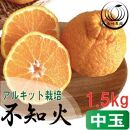 アルギット 不知火 約1.5kg 中玉 サイズ（7～8玉）| 先行予約 不知火 デコ みかん 甘い おいしい ジューシー 完熟 期間限定 数量限定 フルーツ 果物 柑橘 人気 おすすめ 高級 こだわり ギフト 旬 お取り寄せ 送料無料 和歌山 有田川町