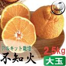 アルギット 不知火 約2.5kg 大玉 サイズ（8～9玉）| 先行予約 不知火 デコ みかん 甘い おいしい ジューシー 完熟 期間限定 数量限定 フルーツ 果物 柑橘 人気 おすすめ 高級 こだわり ギフト 旬 お取り寄せ 送料無料 和歌山 有田川町