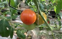高知県高知市産 贅沢トマト 約4kg