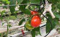 高知県高知市産 果物トマト フルーツルビー 約2kg
