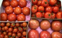 高知県高知市産 トマト品種４点セット 約4kg