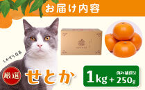 ［先行予約］厳選&nbsp;せとか1kg+250g（傷み補償分）［柑橘・春みかんの王様］［光センサー選果・食べ頃出荷］［IKE60w］