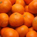 家庭用&nbsp;熟成みかん5kg+250g（傷み補償分）