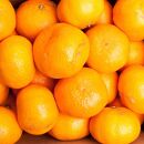 家庭用&nbsp;大玉&nbsp;有田みかん10kg+250g（傷み補償分）