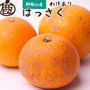 ＜1月より発送＞家庭用はっさく3.5kg+105g（傷み補償分）【八朔みかん・ハッサク】【わけあり・訳あり】＜1月より発送＞