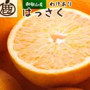 ＜1月より発送＞家庭用はっさく3.5kg+105g（傷み補償分）【八朔みかん・ハッサク】【わけあり・訳あり】＜1月より発送＞