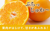 ［先行予約］家庭用&nbsp;はるみ2.5kg+250g（傷み補償分）［デコポンの姉妹品種・新食感春みかん］［わけあり・訳あり］