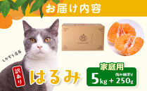 ［先行予約］家庭用&nbsp;はるみ5kg+250g（傷み補償分）［デコポンの姉妹品種・新食感春みかん］［わけあり・訳あり］