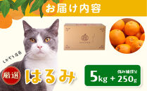 ［先行予約］厳選&nbsp;はるみ5kg+250g（傷み補償分）［デコポンの姉妹品種・新食感春みかん］