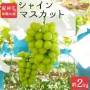 シャインマスカット 約2kg　紀州和歌山産【2025年8月下旬以降発送予定】【UT78】