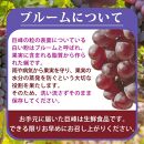 巨峰ぶどう約2kg　紀州和歌山産【2025年8月下旬頃から9月下旬頃発送予定】【UT88】